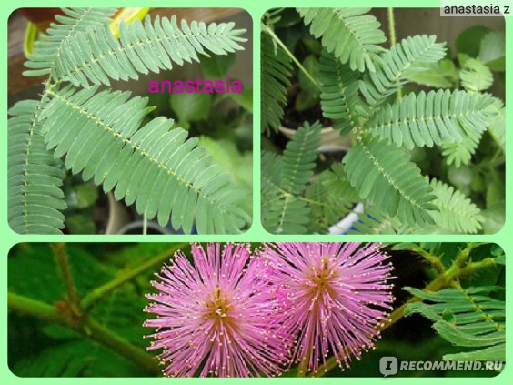 🖼 Мимоза стыдливая Ботаническое название: Mimosa pudica ...