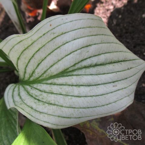 Купить Хоста Отумн Фрост | Hosta Autumn Frost (1 шт)(ЗКС) в ...