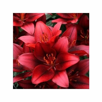 lilium asiatic red county ...