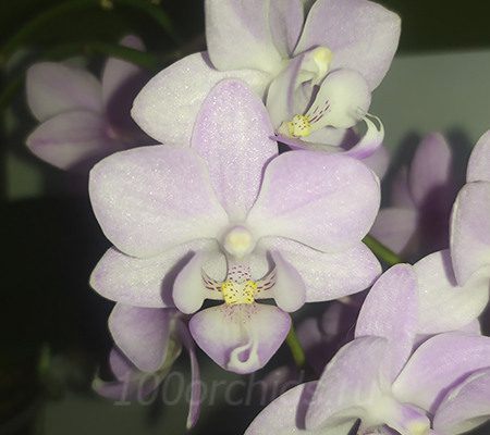 Орхидея Phalaenopsis