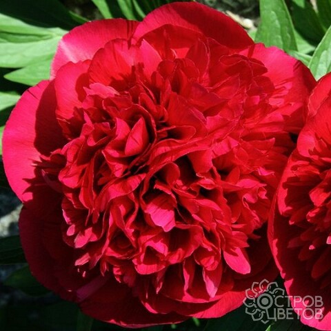 Paeonia Tenuifolia Rubra Plena (double) Пион Тонколистный ...