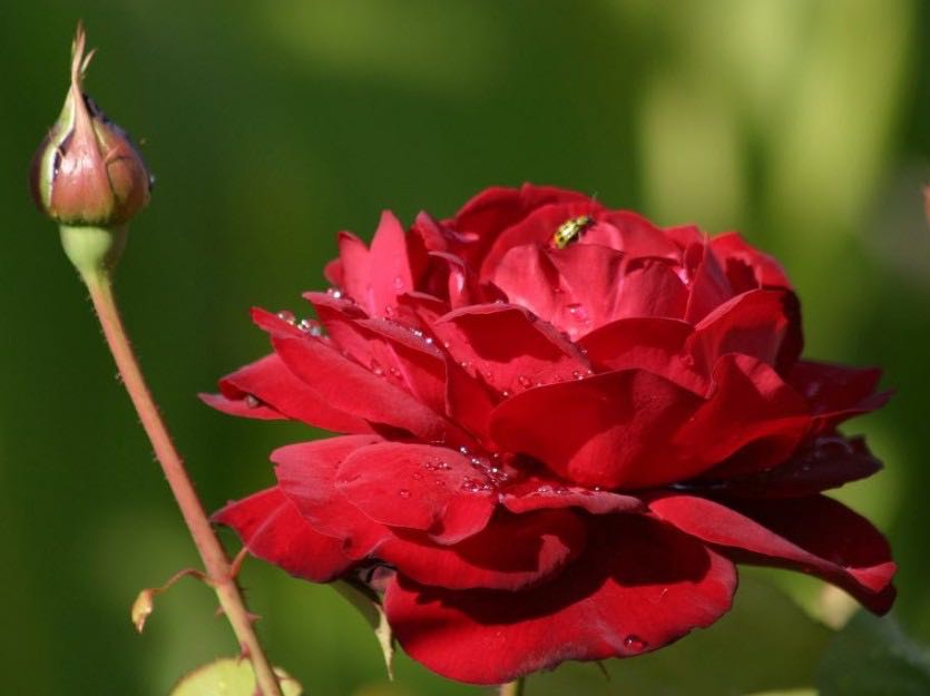 Spring Hill Nurseries Oklahoma Hybrid Tea Rose, Dormant Bare ...