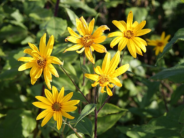 Цветы топинамбура, земляной груши (Helianthus tuberosus ...