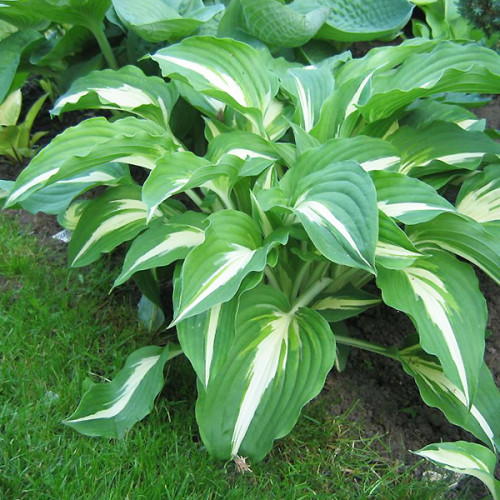 Hosta hybride Christmas Tree ...