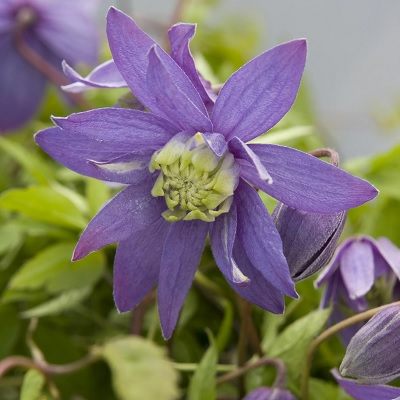 Clematis Pamela Jackman ...