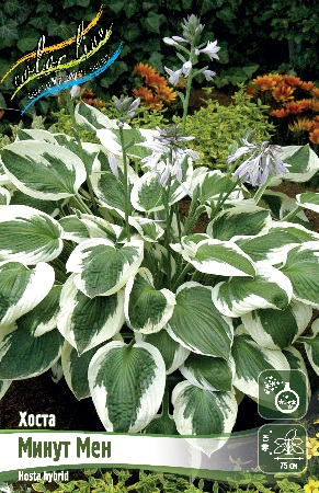 Hosta Northern Exposure