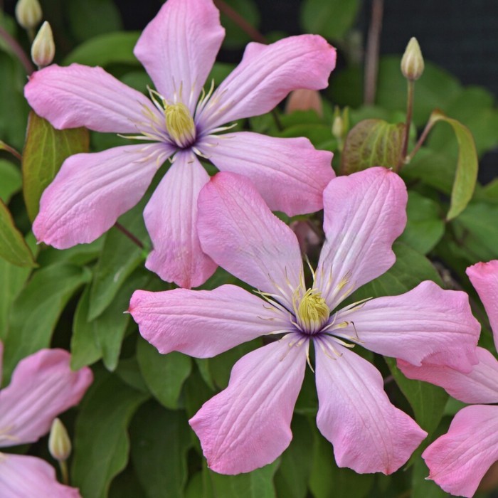 Клематис Фёрст Лайт (Clematis First Light) купить в Москве по ...