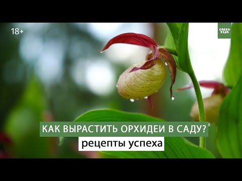 Садовые розы (рассада)