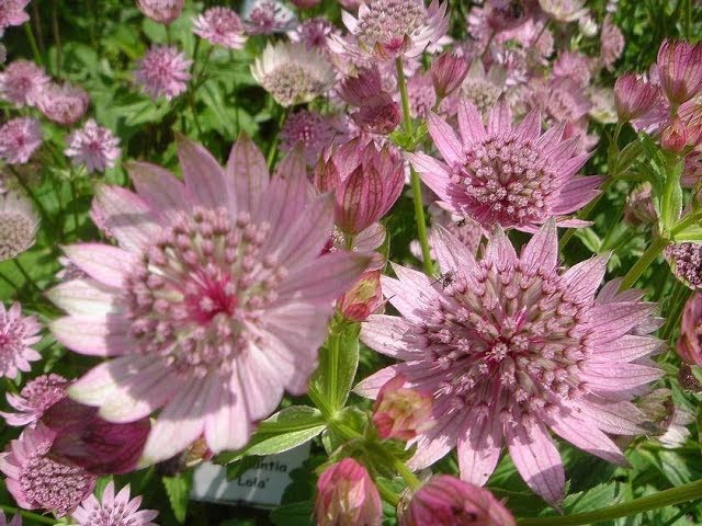 Купить Семена Астранция карниолийская (Astrantia carniolica ...