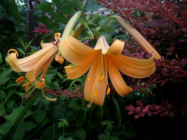 lilium african queen ...