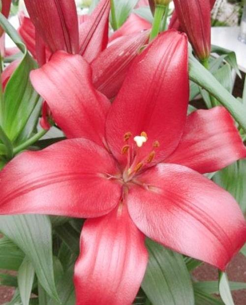 Lilium — каталог из 972 сортов и видов с фото и описанием