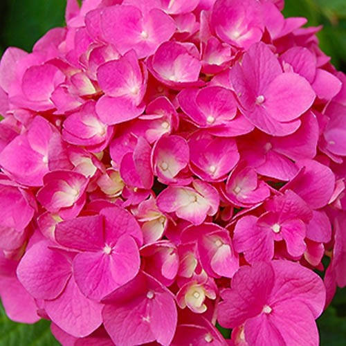 Саженцы Гортензия метельчатая Крылья Феи (Hydrangea ...