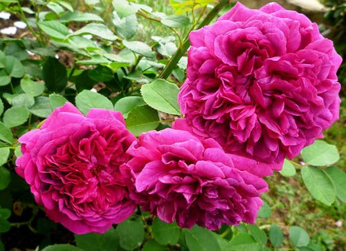 Rosa 'William Shakespeare 2000' — Википедия