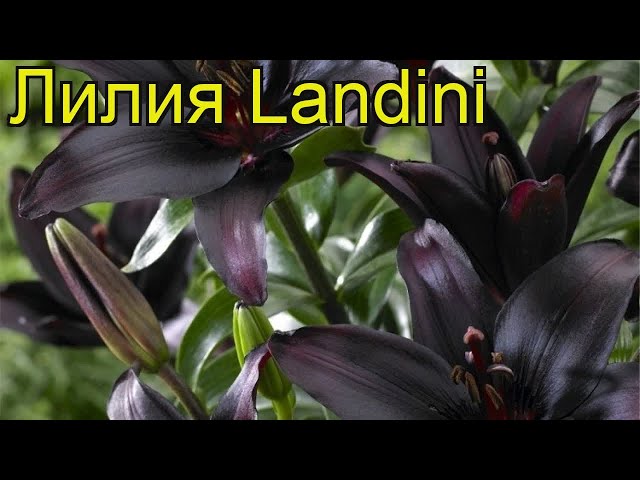 Лилия Ландини (Landini) - описание сорта, саженцы, фото и ...