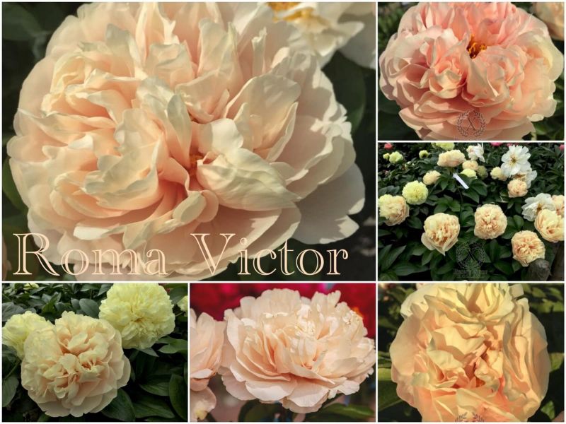 Paeonia Pastel Elegance Пион Пастель Элеганс