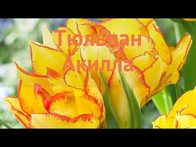 500 луковиц Тюльпан Акилла (Tulip Aquilla)