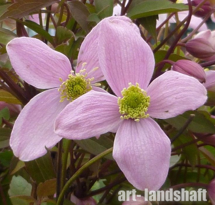 Clematis montana 'Rubens', горный ...