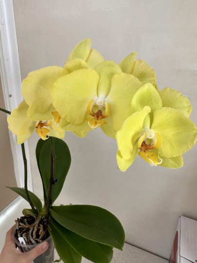 Орхидея Phalaenopsis Ferrara Вся Россия | Растения | Festima ...