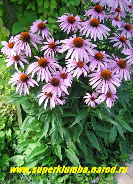 Эхинацея (Echinacea) Семейство ...