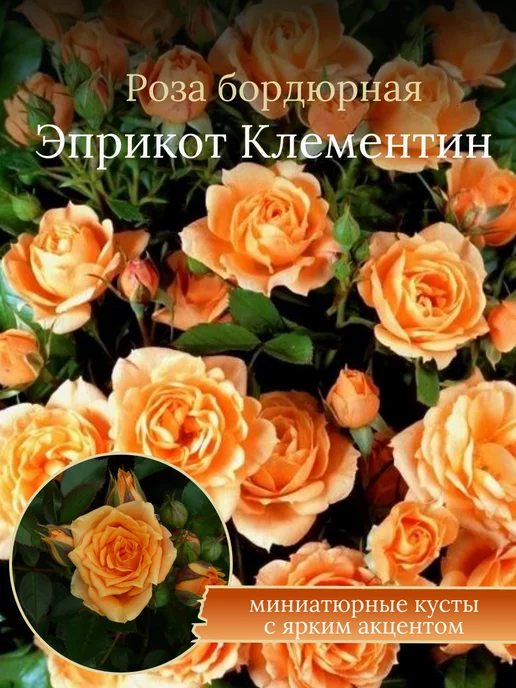 Купить роза декоплант aprikot clementine (априкот клементин ...