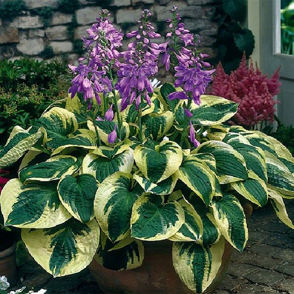 Hosta hybrida ...