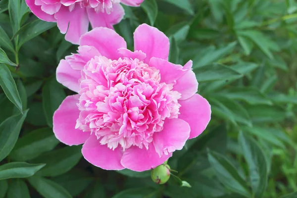 Фиолетовый цветок пиона Paeonia lactiflora Китайский пион или ...