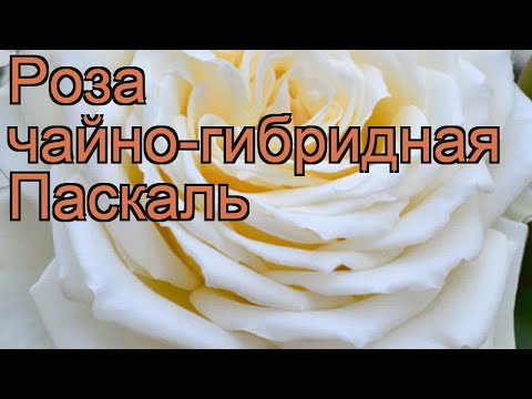 Чайно-гибридная роза Паскаль #цветы - YouTube