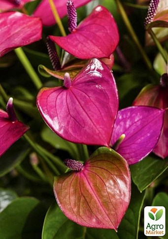 Anthurium andraeanum 'Karma Purple' (Pot Size 12cm) Purple ...