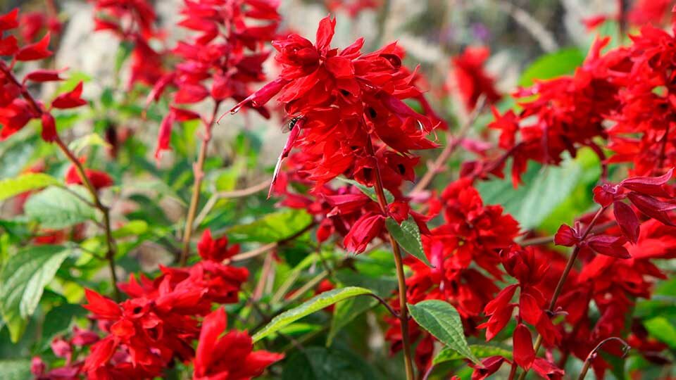 Salvia officinalis Variegata ...