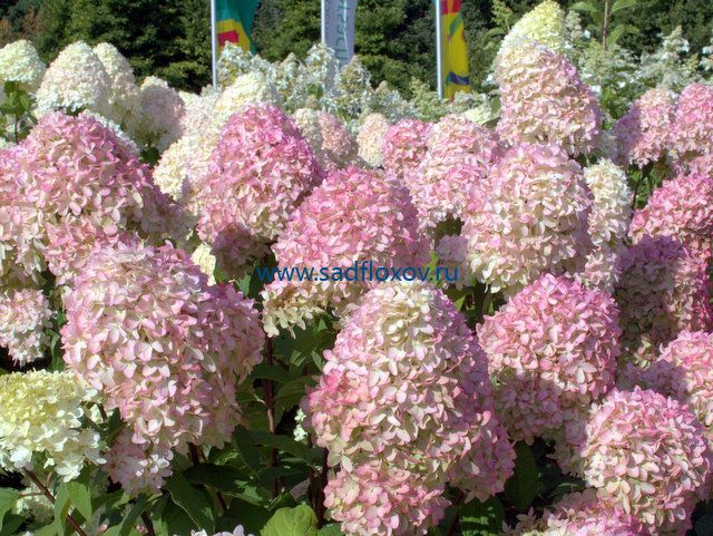 Гортензия метельчатая Волшебная свеча~Hydrangea Paniculatа ...