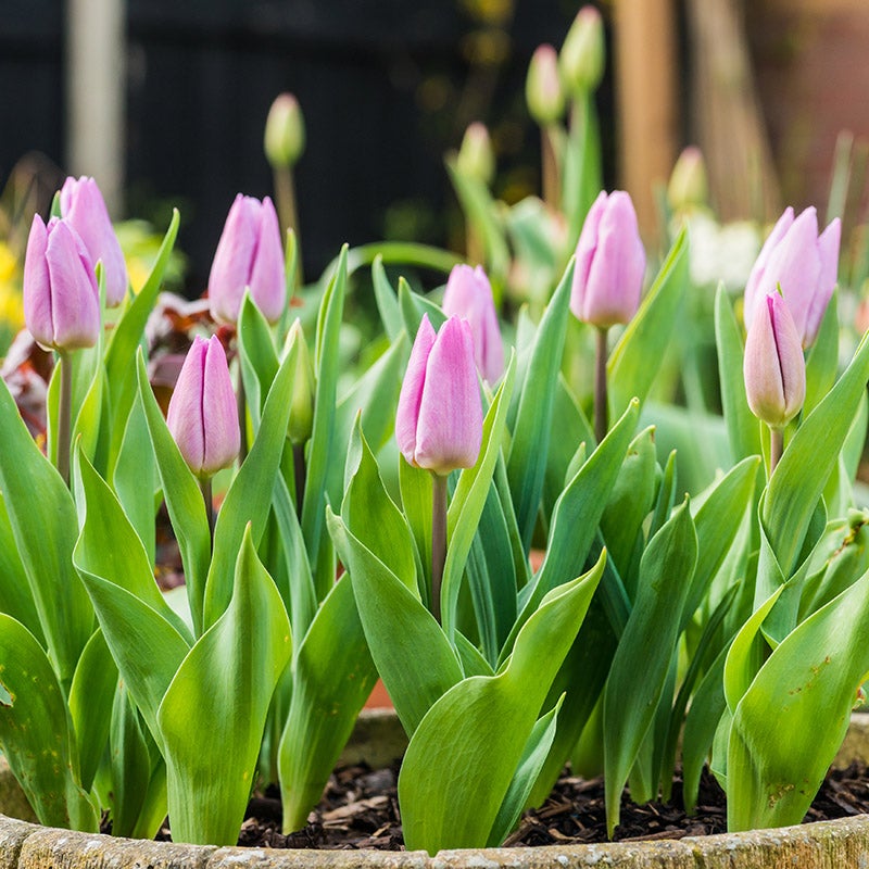 Tulipa Candy Prince ...