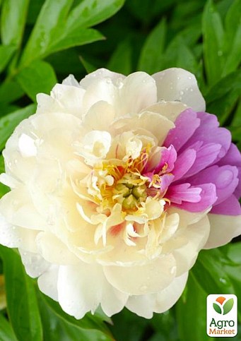 Лемон Дрим ито-гибрид Paeonia Lemon Dream Пионы в Пионовом ...