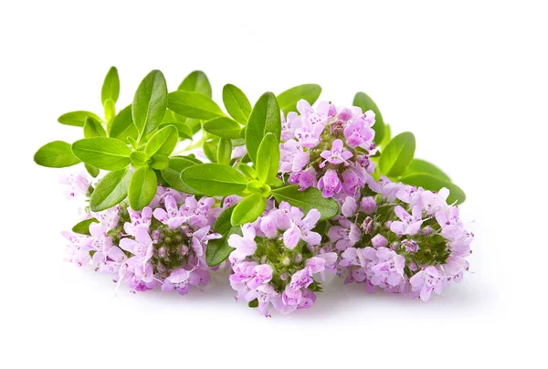 цветы Thymus vulgaris Чабрец ...