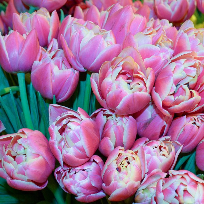 Pink Star Double Late Tulip | American Meadows