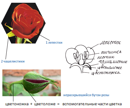 Презентация по биологии 