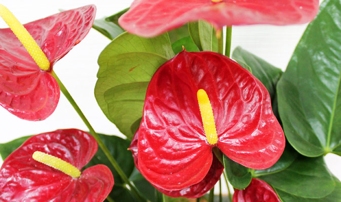 Антуриумы / Anthurium уход, описание, фото сортов - каталог ...