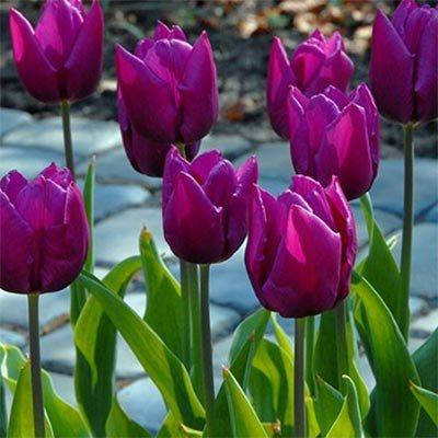 Тюльпан Пёрпл Дрим (Tulipa Purple Dream) - Тюльпаны ...