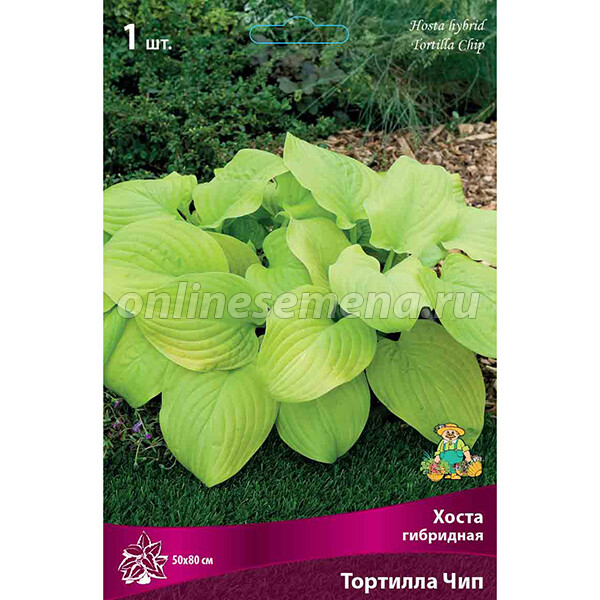 Hosta Tortilla Chip