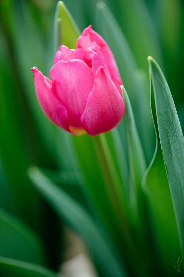 Tulipa. Nikon Z6II com 45mm F2 ...