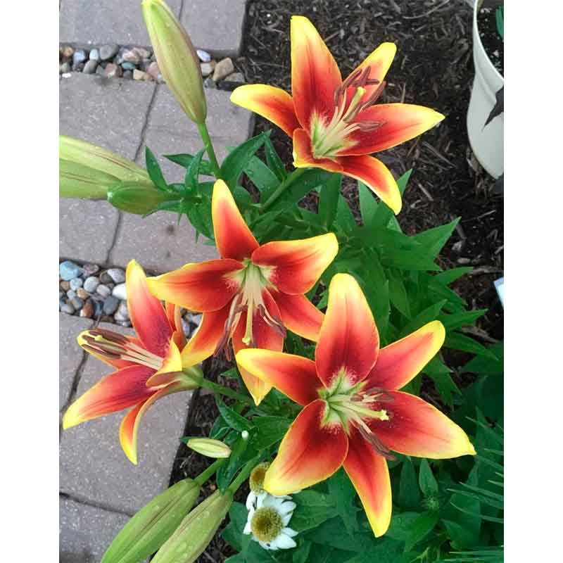 Buy Lily Bulbs | Avalon Sunset Hybrid Lily Bulbs | Gold Medal ...