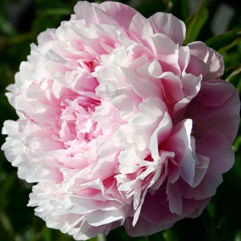 Livingstone Festiva Maxima Peony (Paeonia lactiflora 'Festiva ...