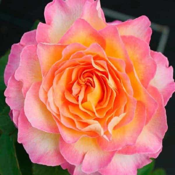 Rose Gorgeous 3L-4L pot | YouGarden