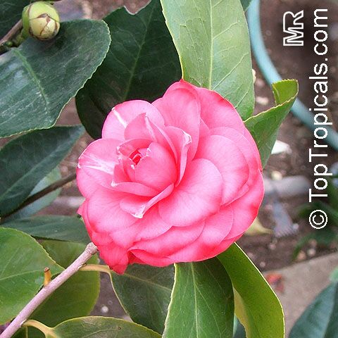 Camellia japonica, Камелия японская