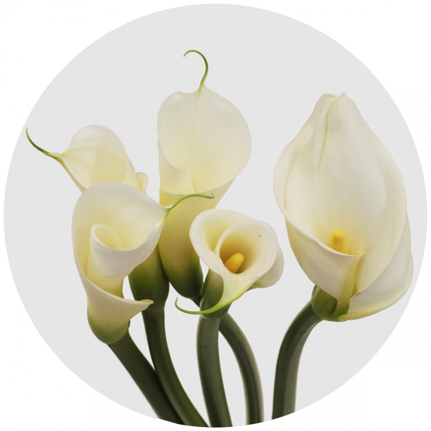 Калла Эфиопская (calla aethiopica) 2 луковицы(клубня) купить ...