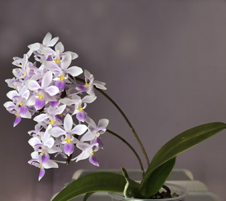 Фаленопсис эквестрис (Phalaenopsis equestris) — купить в ...