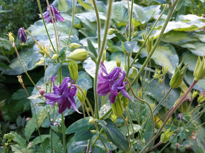 хризантема Aquilegia ...