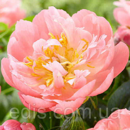 Garden Peony Peony Pink Hawaiian Coral from Growing Colors