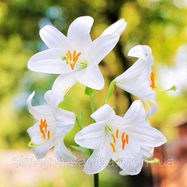 Лилия азиатская: фото, сорта, описание ...