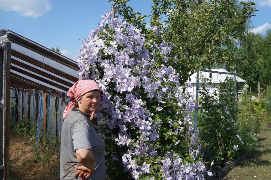 Клематис Синее Пламя