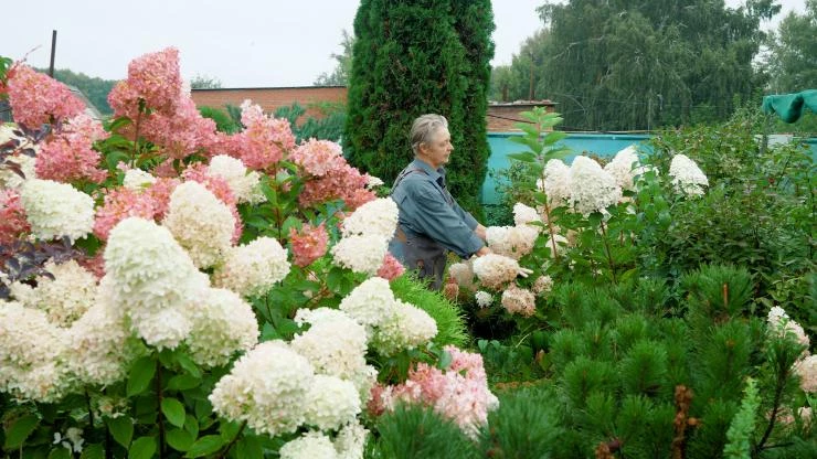 Купить саженцы Гортензия крупнолистная ...